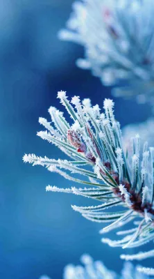 冬天寒冷白雪结冰小寒摄影图 冬天寒冷白雪结冰小寒摄影图