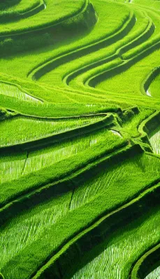 中国梯田绿色水稻小满劳动节摄影图