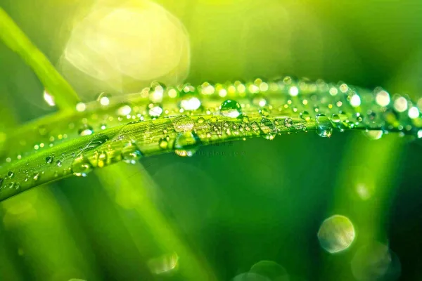 春天草丛叶片上挂满露珠雨滴立春春分雨水谷雨摄影图 春天草丛叶片上挂满露珠雨滴立春春分雨水谷雨摄影图