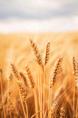 秋天收获小麦收割落日，秋分芒种小满粮食摄影图