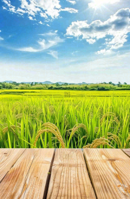 绿油油的农田稻田木板栈道粮食小满芒种世界粮食日摄影图 绿油油的农田稻田木板栈道粮食小满芒种世界粮食日摄影图