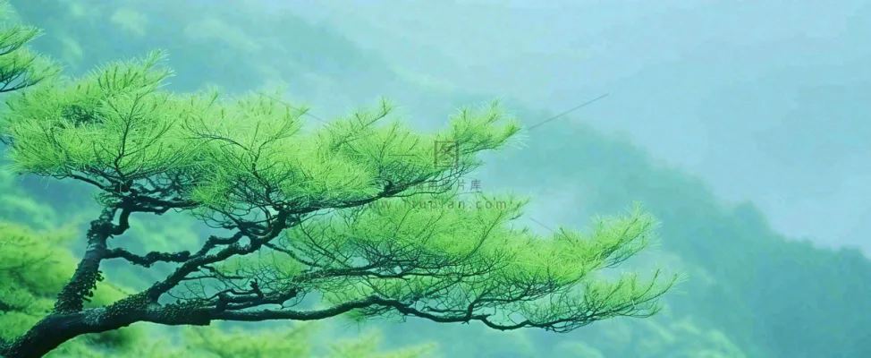 悬崖高山意境云层绿树树木特写