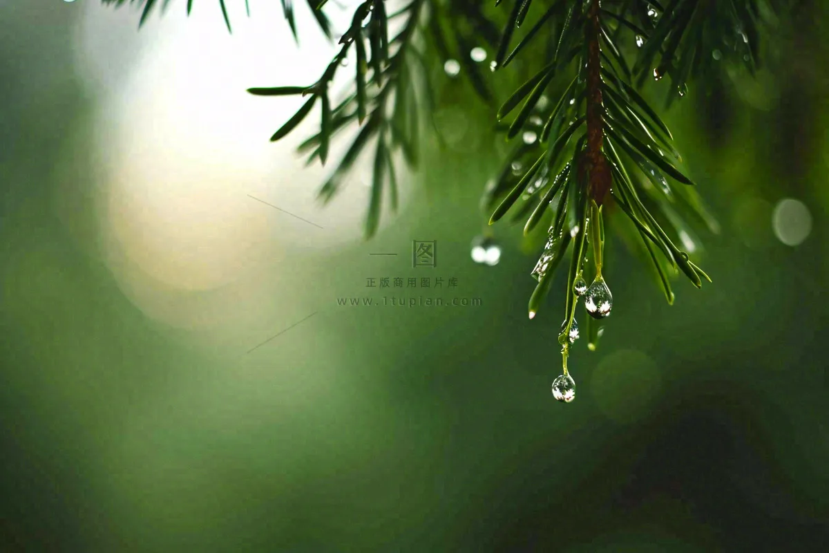 绿色树林里面下雨过后的松枝挂着水滴摄影图