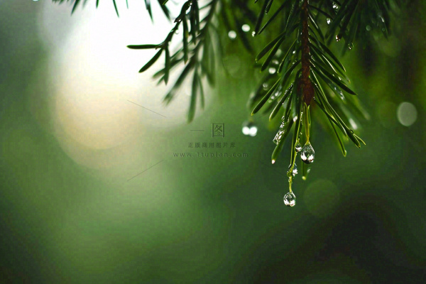 绿色树林里面下雨过后的松枝挂着水滴摄影图