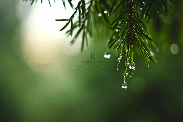 绿色树林里面下雨过后的松枝挂着水滴摄影图