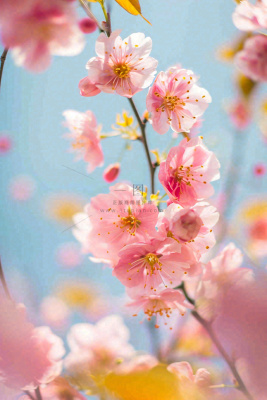 春天蓝天清新粉红桃花花朵树枝嫩叶，立春摄影图