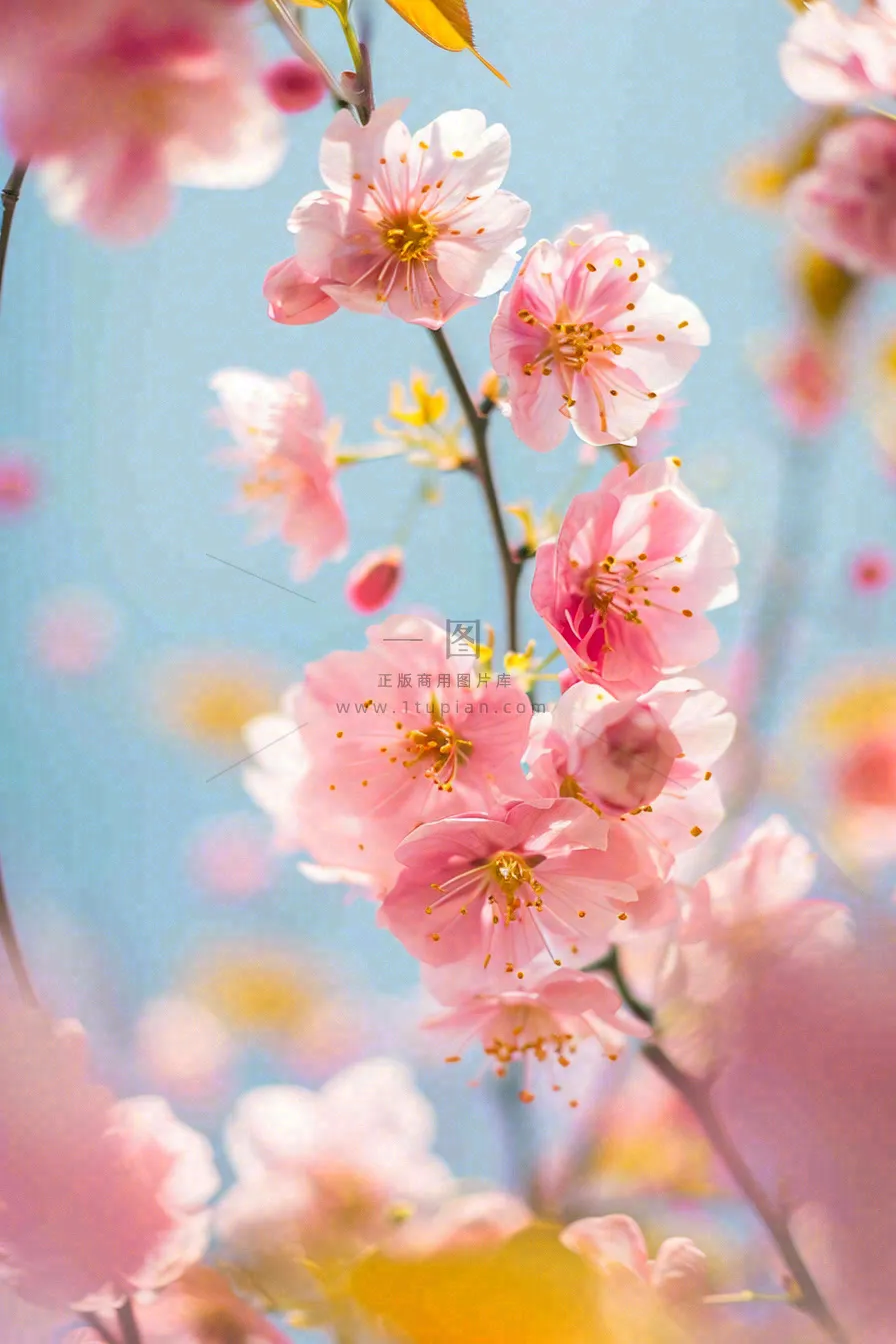 春天蓝天清新粉红桃花花朵树枝嫩叶,立春摄影图