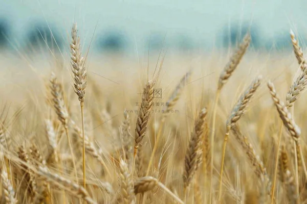 金黄成熟的小麦麦穗农田芒种秋天丰收摄影图