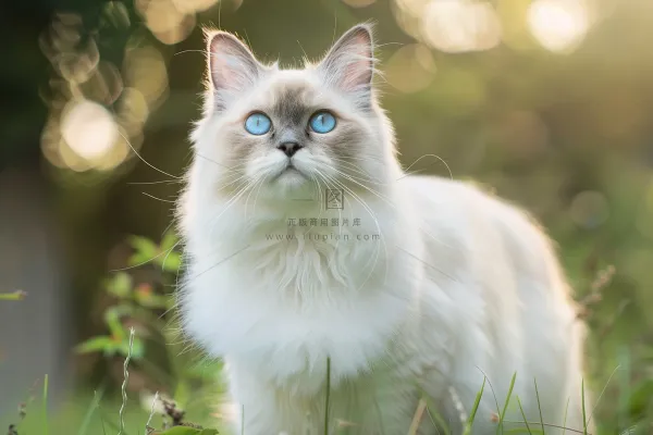 猫咪宠物猫可爱动物摄影图 猫咪宠物猫可爱动物摄影图