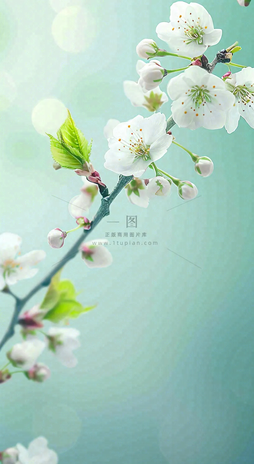 白色樱花花朵鲜花在阳光下，春天立春春分惊蛰摄影图