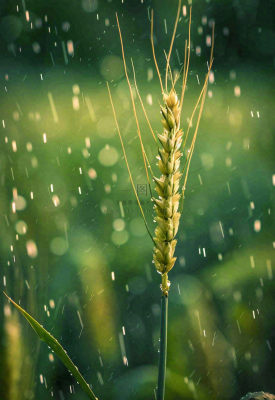 春天雨天绿色小麦麦穗粮食小满摄影图