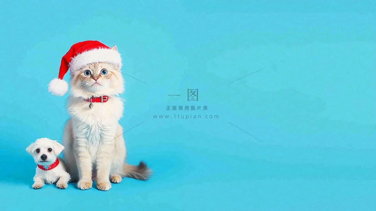 可爱的小猫萌宠宠物动物摄影图