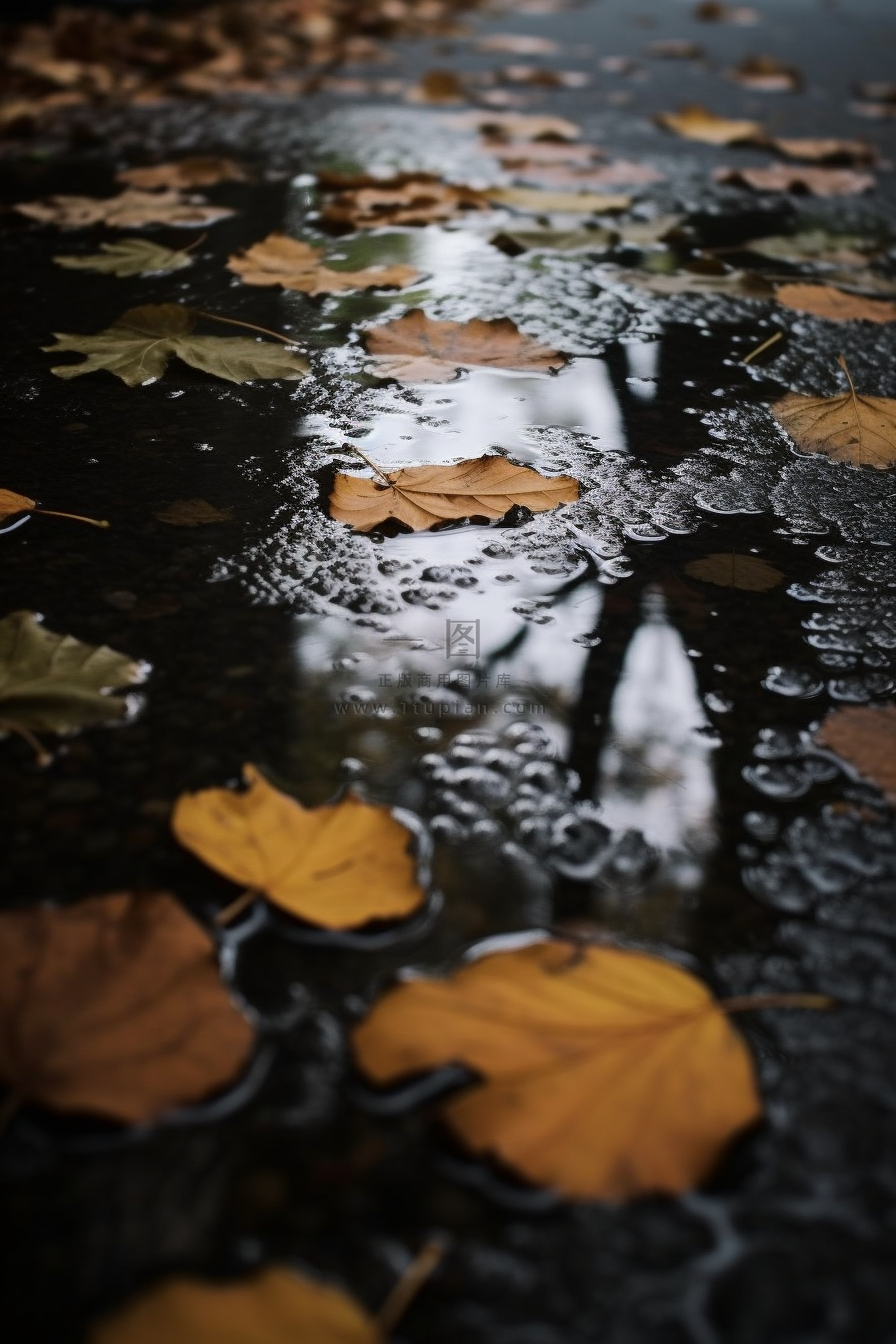 秋天雨天掉落地上的落叶黄叶摄影图