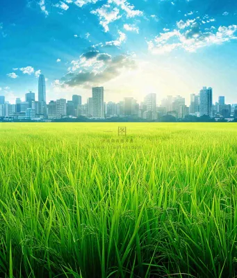 水稻农田生长远处城市落日余晖小满芒种摄影图