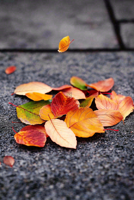 秋天道路上的落叶秋分摄影图 秋天道路上的落叶秋分摄影图