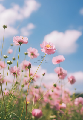 春夏蓝天白云花草绚丽摄影海报素材背景