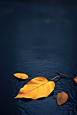 蓝色大气秋叶简约背景 蓝色大气秋叶简约背景