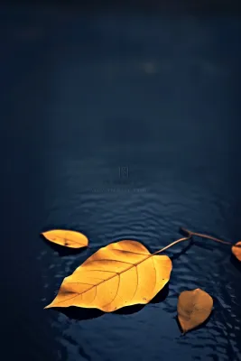 蓝色大气秋叶简约背景 蓝色大气秋叶简约背景