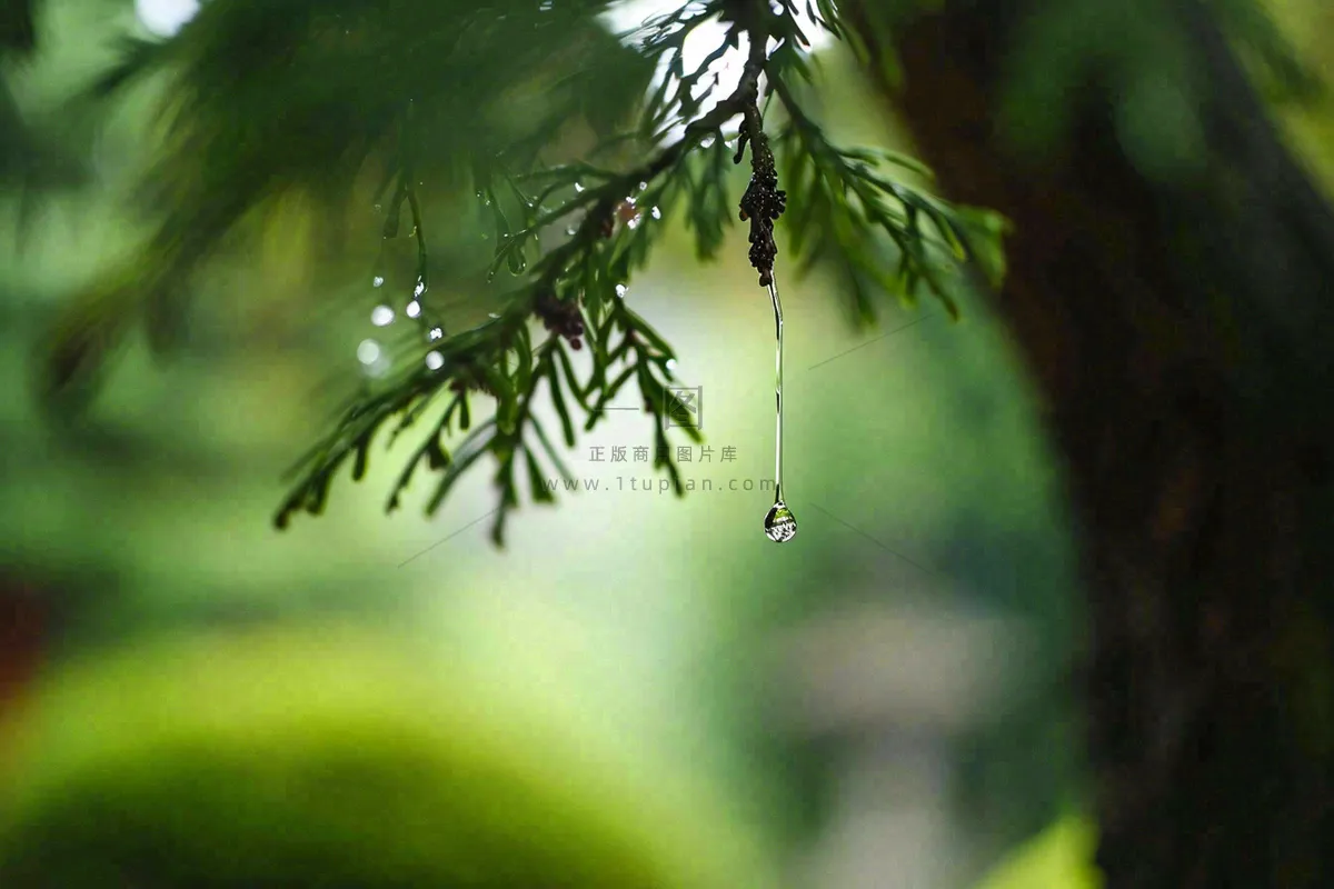 绿色树林里面下雨过后的松枝挂着水滴摄影图