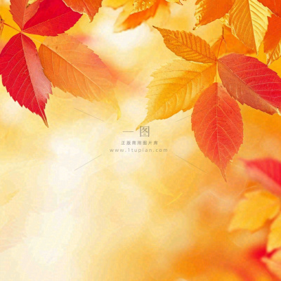秋天秋意黄色落叶枫叶意境,秋分立秋摄影图 秋天秋意黄色落叶枫叶意境,秋分立秋摄影图