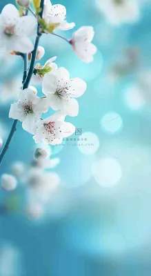 蓝色浪漫白色樱花花朵枝叶,立春惊蛰春分摄影图 蓝色浪漫白色樱花花朵枝叶,立春惊蛰春分摄影图