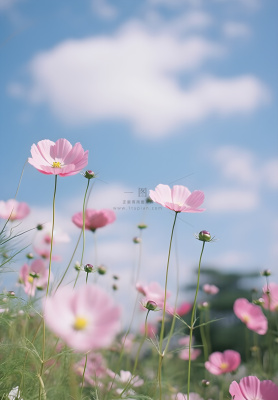 春夏蓝天白云花草绚丽摄影海报素材背景