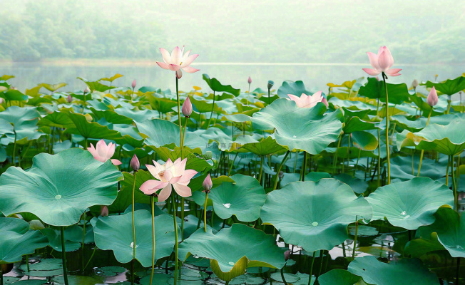 夏天荷塘荷花池荷叶绿色清新,夏至立夏大暑小暑摄影图 夏天荷塘荷花池荷叶绿色清新,夏至立夏大暑小暑摄影图