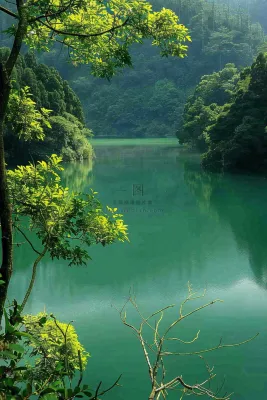森林湖泊岸边的植物大树风景摄影图