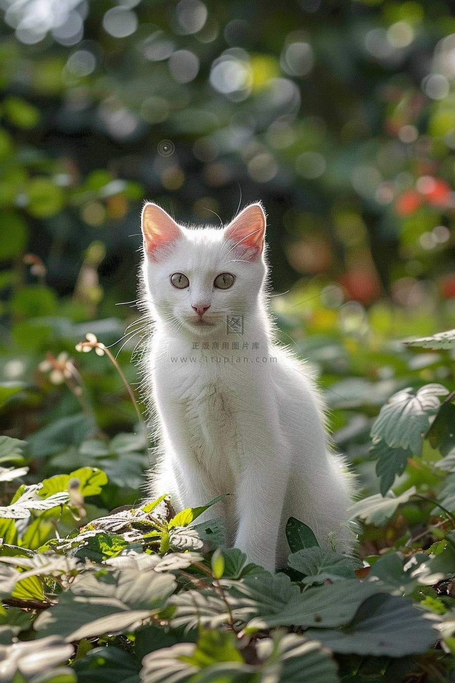 猫咪宠物猫可爱动物摄影图