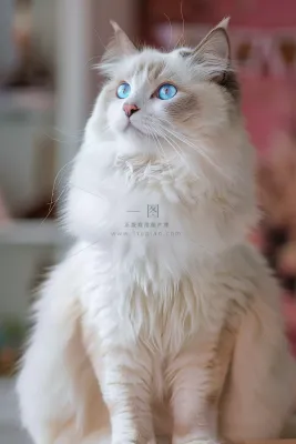 猫咪宠物猫可爱动物摄影图