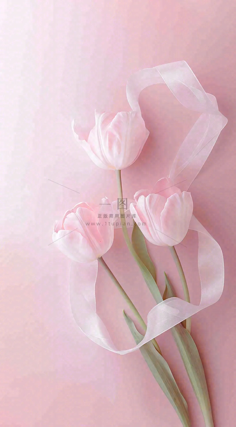 粉色郁金香花束母亲节送花摄影图