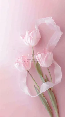 粉色郁金香花束母亲节送花摄影图 粉色郁金香花束母亲节送花摄影图