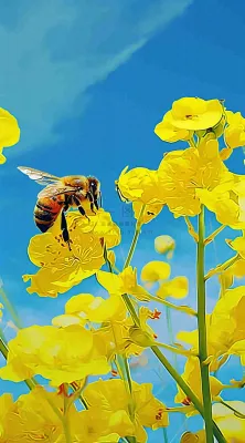 蓝天下蜜蜂在黄色花朵上，春天摄影图