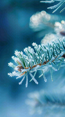 冬天寒冷白雪结冰大寒摄影图 冬天寒冷白雪结冰大寒摄影图