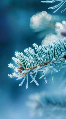 冬天寒冷白雪结冰大寒摄影图 冬天寒冷白雪结冰大寒摄影图