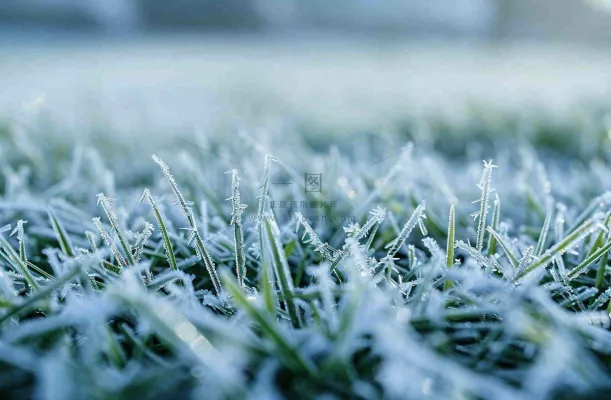 草地上绿叶雾凇泛白霜降摄影图