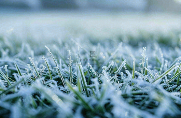 草地上绿叶雾凇泛白霜降摄影图 草地上绿叶雾凇泛白霜降摄影图