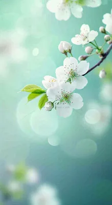 白色樱花花朵鲜花在阳光下，春天立春春分惊蛰摄影图