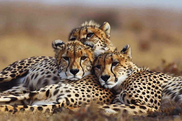 草原上的猎豹国家保护动物非洲摄影图