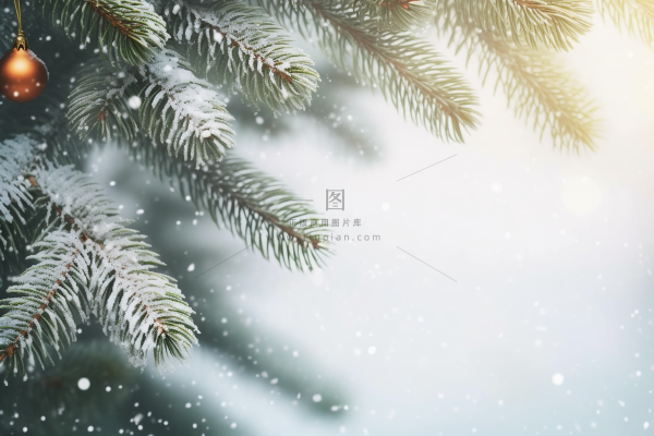 松树上挂满了白霜雾凇摄影图