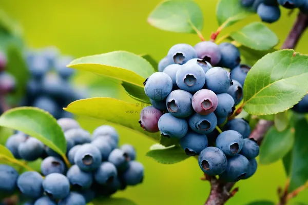 蓝莓树成熟的蓝莓水果摄影图