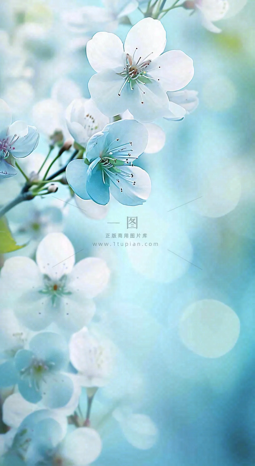 唯美清新白色鲜花,文艺新鲜浪漫情人节摄影图