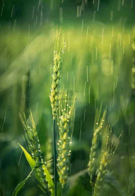 春天雨天绿色小麦麦穗粮食小满摄影图 春天雨天绿色小麦麦穗粮食小满摄影图