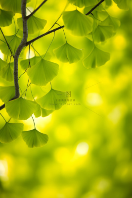 简约唯美银杏叶黄绿色背景 简约唯美银杏叶黄绿色背景
