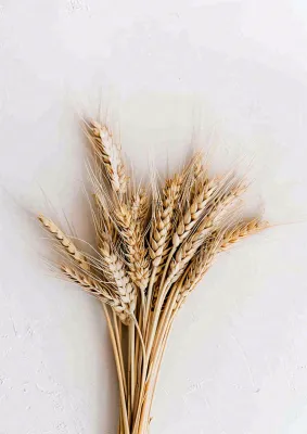 秋天小麦麦穗粮食芒种立秋秋分摄影图