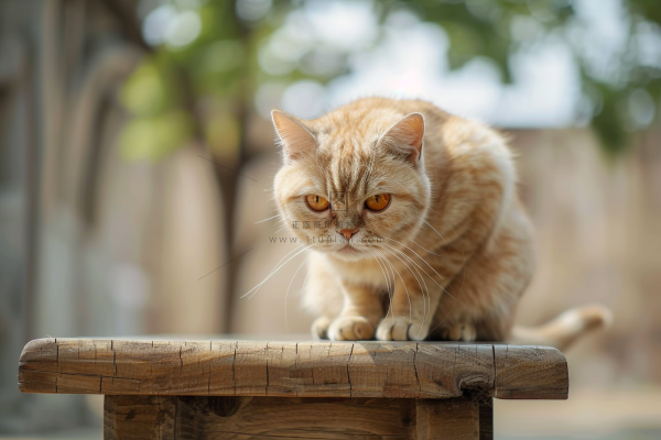 猫咪宠物猫可爱动物摄影图
