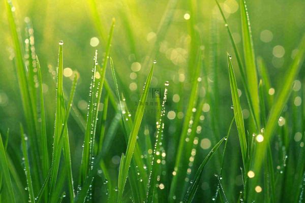 春天绿草丛清晨露珠雨水谷雨摄影图