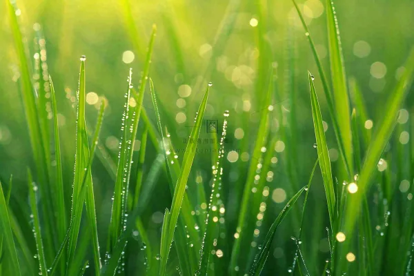 春天绿草丛清晨露珠雨水谷雨摄影图