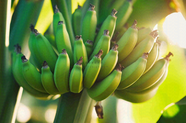 香蕉树芭蕉叶青香蕉水果摄影图 香蕉树芭蕉叶青香蕉水果摄影图