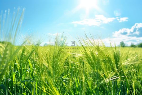 夏日公园石头上的小鸟绿意摄影图